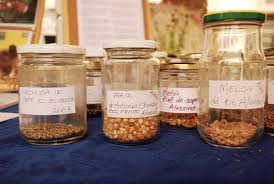01BancoSemillas_germinando