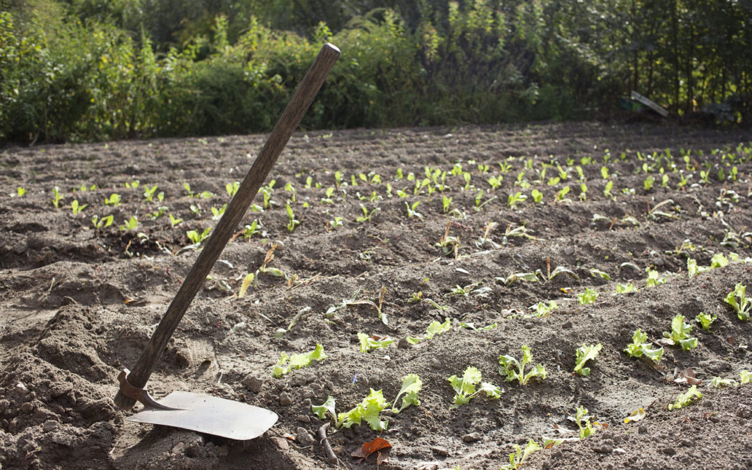 Tres informes sobre políticas públicas y agroecología en la Comunidad de Madrid